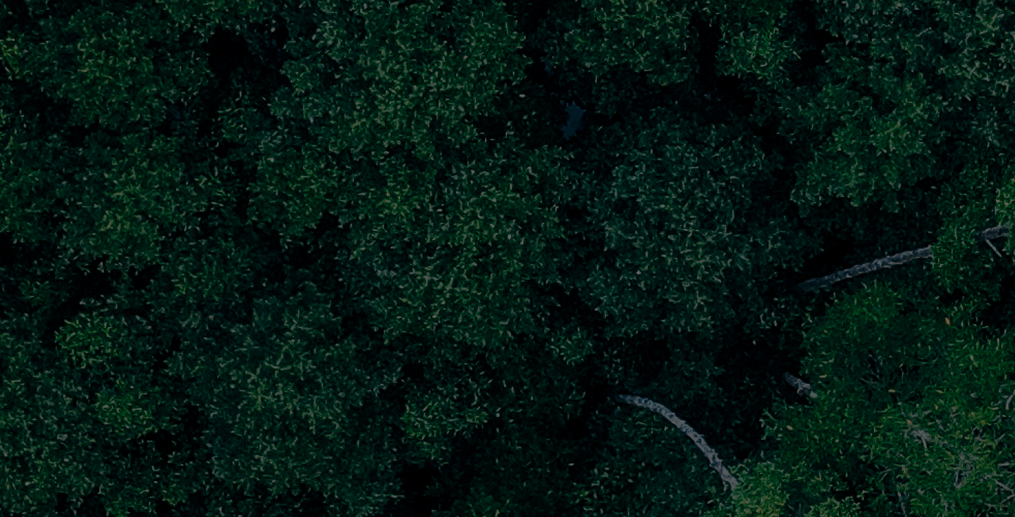 Green Forest Texture